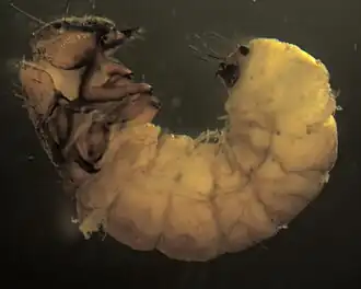 Description de cette image, également commentée ci-après