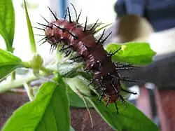 Chenille d'Acraea terpsicore.