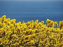 Au printemps, il produit une floraison très dense, même si des fleurs éparses sont produites du milieu de l'hiver à l'été, voire toute l'année.