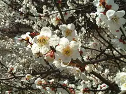 Fleurs de Prunus mume.