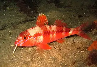 Upeneichthys lineatus