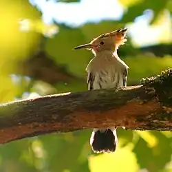 Photographie d'une oiseau à la tête surmontée d'une huppe.