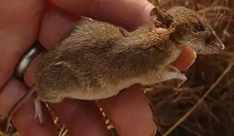 Description de l'image UranomysSierraLeone.jpg.