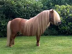 Un poney shetland, cheval hypométrique (80&nbsp;m en moyenne)