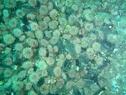 Là où la nourriture est abondante, ces oursins peuvent atteindre des densités impressionnantes.