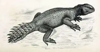 Description de l'image Uromastyx princeps.jpg.