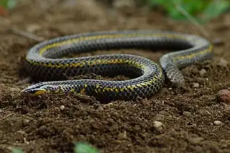 Description de l'image Uropeltis bicatenata.jpg.