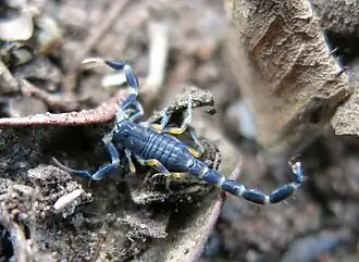 Description de l'image Uroplectes flavoviridis.jpg.