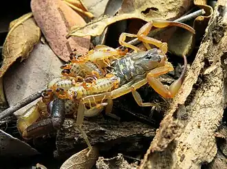 Description de l'image Uroplectes vittatus.jpg.