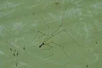 Description de l'image Uthina atrigularis 7193.jpg.