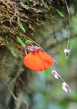 Utricularia campbelliana (utriculaire, espèce carnivore, adaptée aux milieux humides), mont Roraima.