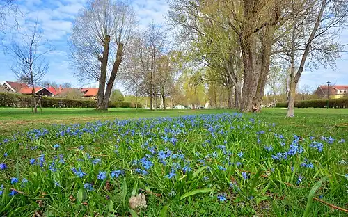 Scille de Sibérie dans le parc.