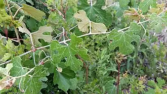 Description de l'image V. shuttleworthii 2.jpg.