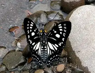 Description de l'image VB 032 Courtsean UP 01.jpg.