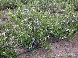 Bleuets de Vaccinium corymbosum sur pied