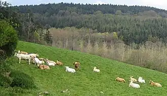 Vaches et arbres aux essences variées dans le Val de Saire, près du Vast.