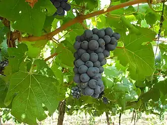 Lagoa Grande (Pernambouc)