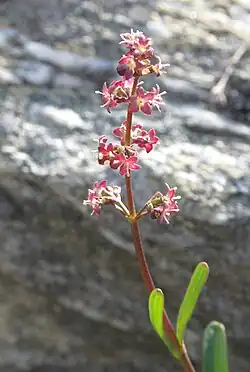 Valériane celte (Valais)