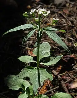 Valériane à trois folioles