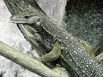 Description de l'image Varanus nuchalis ZooHalle 1.JPG.