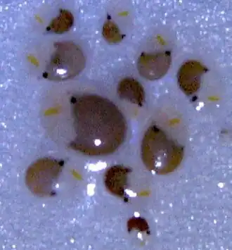 Description de l'image Vargula hilgendorfii.jpg.