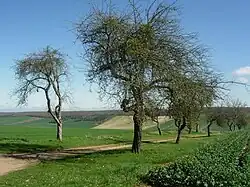 Vergers de Vauchassis.