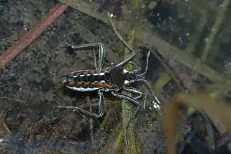 Description de cette image, également commentée ci-après