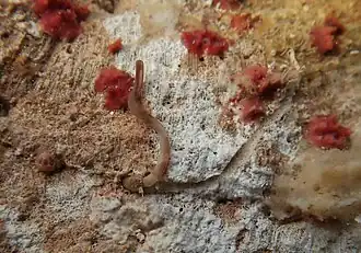 Probiscis d'un siponcle.