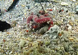 Un ver de la famille des Capitellidae