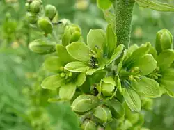 Hellébore blanc ou faux hellébore (Veratrum album).