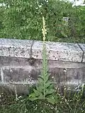 Verbascum phlomoides.