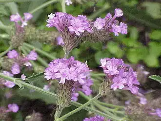 Description de l'image Verbena_rigida0.jpg.