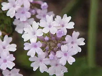 Description de l'image Verbena rigida1.jpg.
