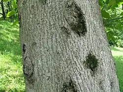 Tronc raché par le latex