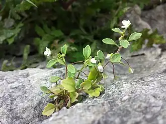 Description de l'image Veronica cymbalaria sl3.jpg.