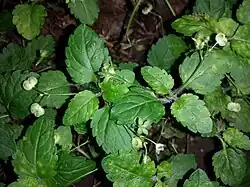 Véronique des montagnes.