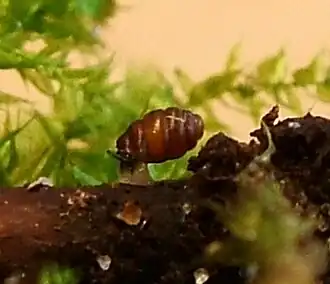 Description de l'image Vertigo_angustior2007.jpg.