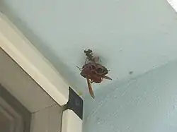 Reine construisant son nid.