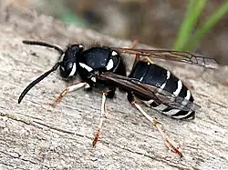 Vespula consobrina