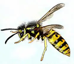 Description de l'image Vespula germanica-gb.jpg.