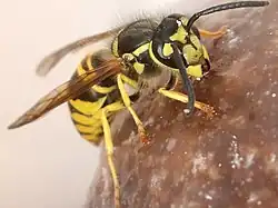 Vespula maculifrons