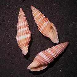 Vexillum obeliscus