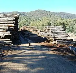 Coupes de bois, Central highlands, Victoria : à 50&nbsp;km au nord-est de Melbourne, où quelques spécimens de Gymnobelideus leadbeateri, espèce d'opossum supposée disparue depuis 1900, redécouverte en 1960. La surexploitation permise par les routes, peut aussi dégrader les capacités de puits de carbone et stock de carbone du sol forestier.