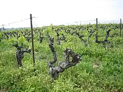 Charpente sans support et fils de soutien de la végétation