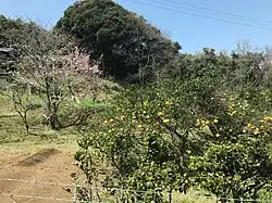 Végétation de l'île.