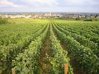 Image illustrative de l’article Marsannay (AOC)