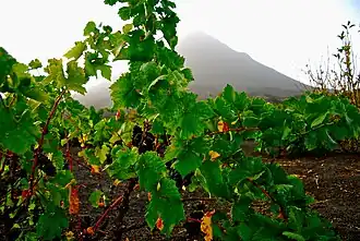 Vignes poussant dans les laves