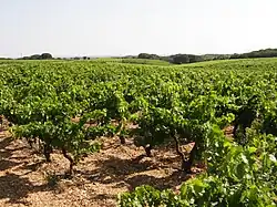 Image illustrative de l’article Costières