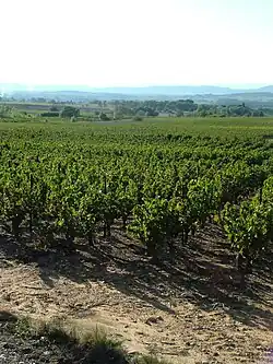 Vignes du mas de Daumas-Gassac.