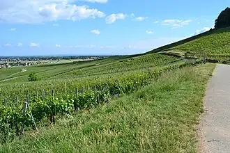 Image illustrative de l’article Spiegel (grand cru)